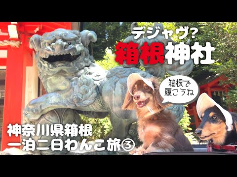 【犬連れ神奈川箱根旅行3/3】恩賜箱根公園をお散歩して謎に箱根神社再び!箱根一泊二日わんこ旅③ 旅するペットショップの売れ残りと元保護犬