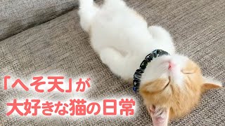 (ENG sub)Relaxed Cats Sleep With Tummy Fully Exposed [PECO TV]
