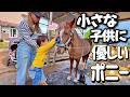 優しすぎるポニーがマジで尊い…。初めて馬にブラッシングをした2歳の小さな子供。ポニーの対応が思いやりレベル2億でした。【ツルマルボーイ様のシモベ】