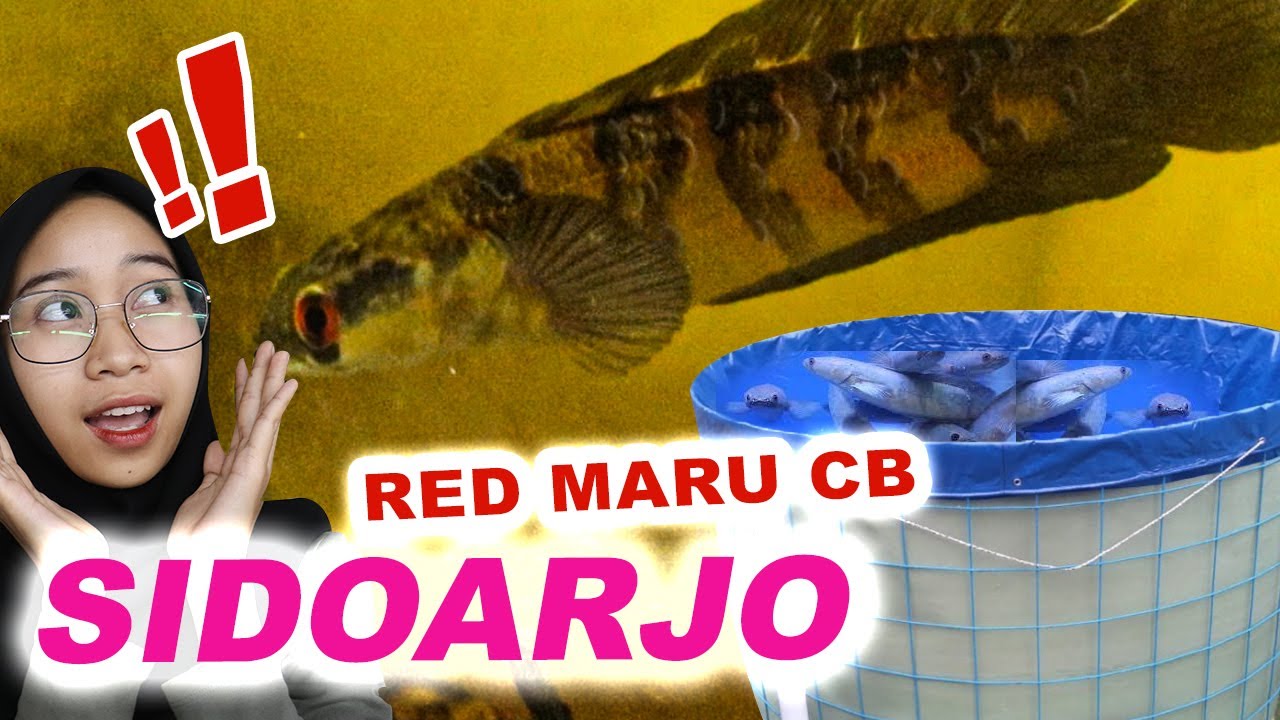 ШОК! Успешное разведение Чанна Ред Мару в Сидоарджо?! Потомство полно цветков бронтока????