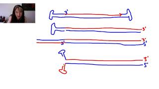 Viral Replication Cycles