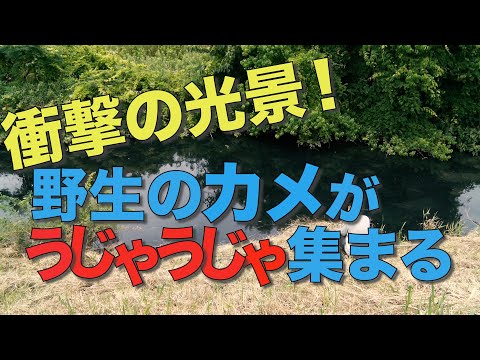 【異様な光景】野生のカメがうじゃうじゃ寄って来た…