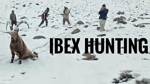 Ibex Hunting in Pakistan | Ibex Hunting in Chitral Valley Pakistan | Himalayan Ibex Hunting | #ibex