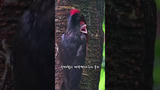 장마철 까막딱다구리 둥지