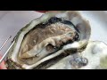 Oyster Anatomy Video