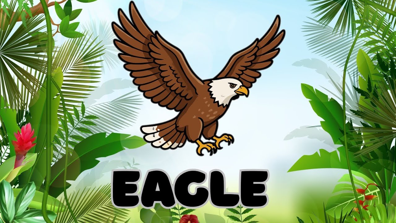 Birds | Beautiful Birds Names for Kids | Birds Name with Pictures | Learn Birds with Pictures