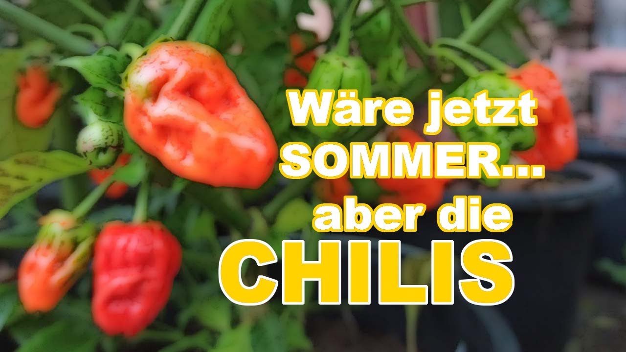 Chilis im Oktober: Reifen diese Früchte noch aus?