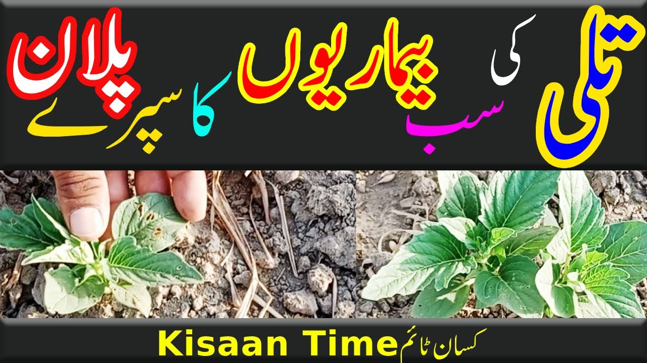 sesam spray plan tili ka spray kab karen tili ka spray plan tili ki kasht kisan time کسان ٹائم