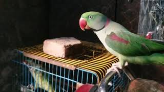 Parrots Talking And Having fun