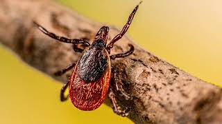 A New Frontier in Lyme Disease Defense: Promising Vaccine Results