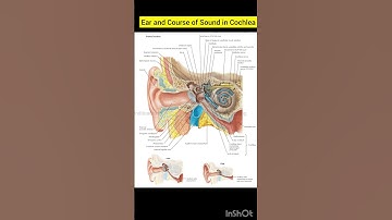 Ear and Course of Sound in Cochlea | Ear anatomy | Human anatomy | Biology Diagram  @inditeaching