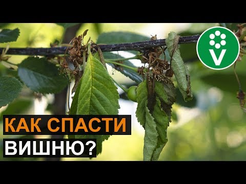 Что делать, если вишня сохнет после цветения?