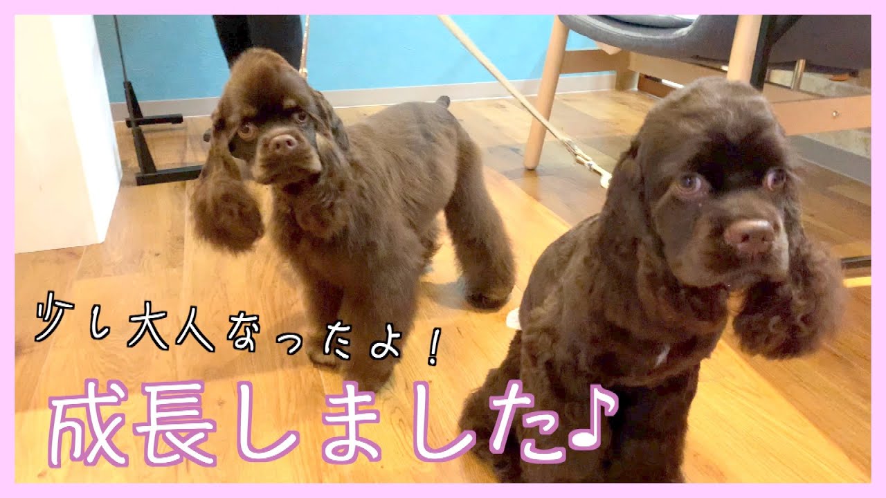 トリミング アメリカン コッカー スパニエル 優芽ちゃん 桜ちゃん ご来店 Youtube