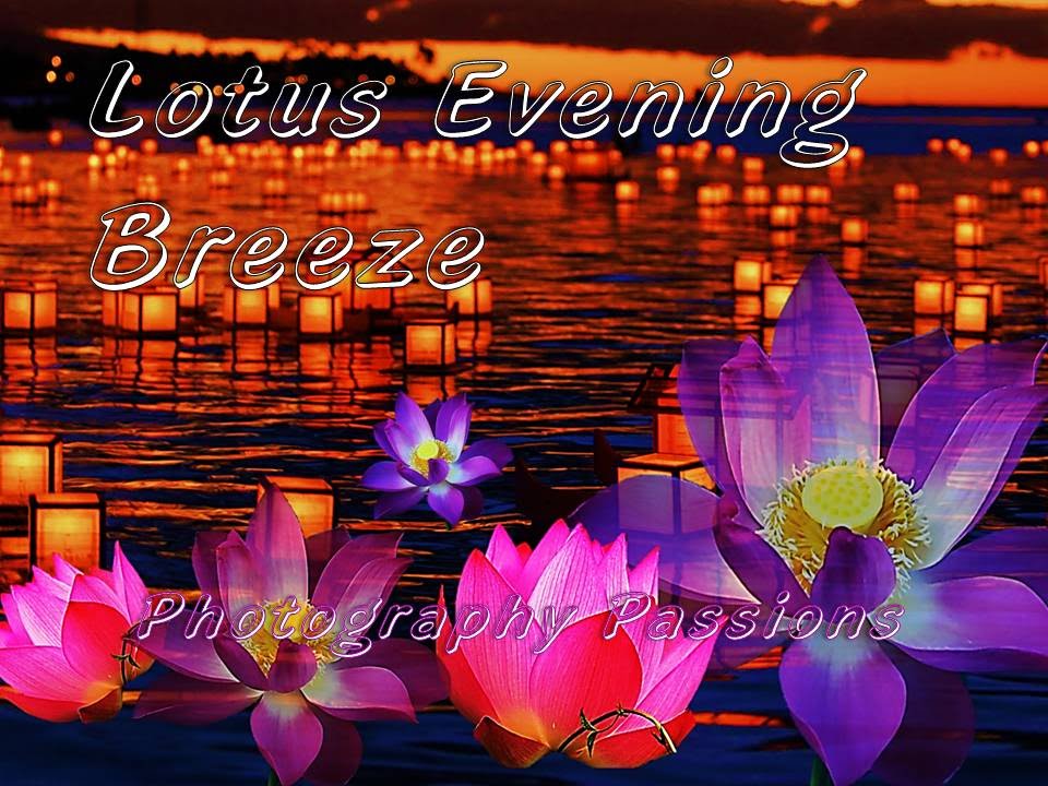 Lotus breeze greenfield