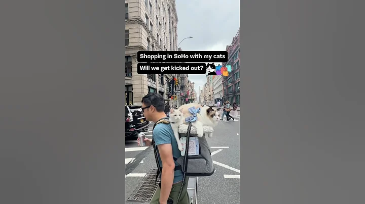 Watch the video about Shopping with cats??? #gato #cat #ragdollcat #cute #kitty #ragdoll #catworld #kittycat #nyc