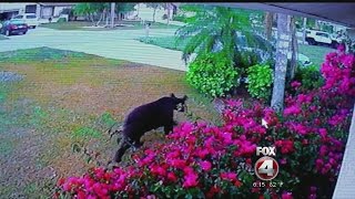 Bear at Three Oaks  Elementary School
