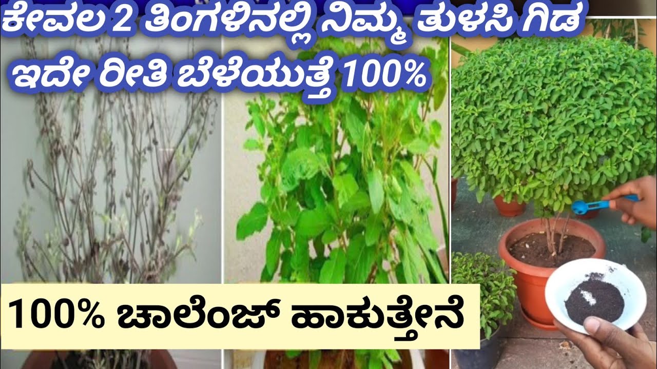 2 ರೂಪಾಯಿಯ ಈ ವಸ್ತುವಿನಿಂದ ನಿಮ್ಮ ತುಳಸಿ ಗಿಡ🌱🌲 ಅಥವಾ ಬೇರೆ ಯಾವುದೇ ಹೂವಿನ ಗಿಡ ಚೆನ್ನಾಗಿ ಬೆಳೆಯುತ್ತದೆ 