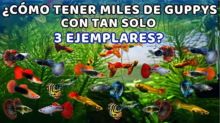 ¿CÓMO HACER UN CRIADERO DE PECES GUPPYS? (Construye tu imperio)