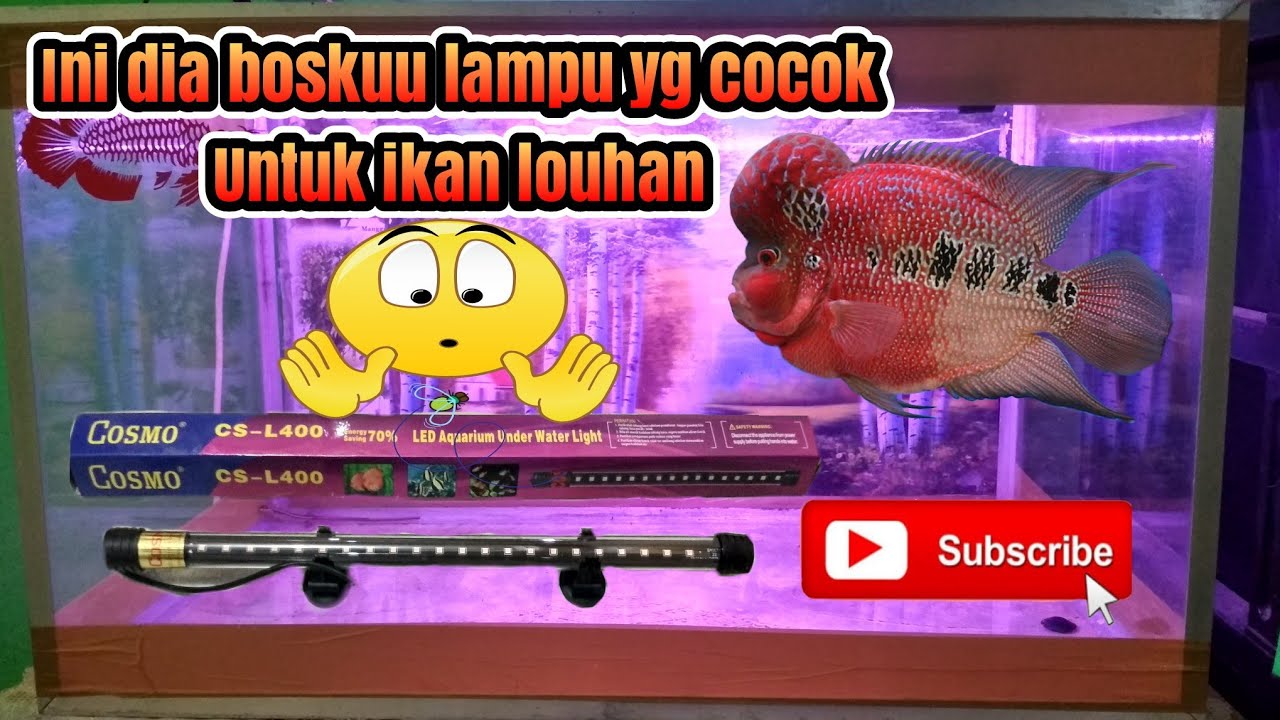 Lampu aquarium  untuk  ikan louhan  YouTube