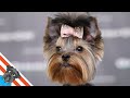 Yorkshire terrier grooming