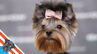 Yorkshire terrier grooming