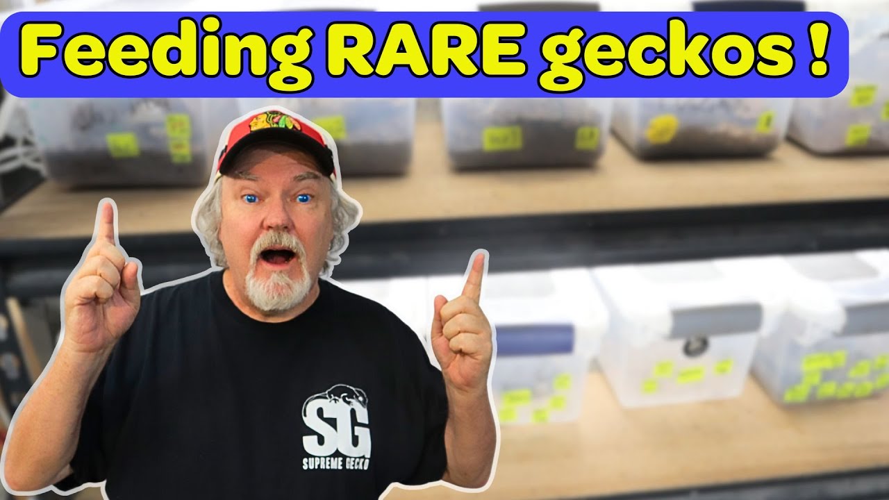 Стойки для микрогекконов — 50 редких вольеров для гекконов