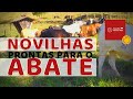 Novilhas prontas para o abate | Gado de corte do Rancho Monte Belo