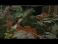 [Sức khỏe ] -Tại sao rắn có thể trèo leo lên cây mà không bị trượt?