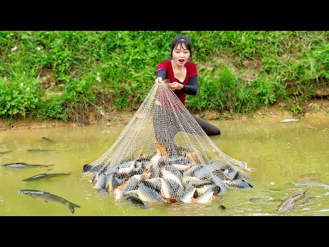 Harvesting Massive Fish