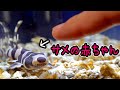 サメが卵から生まれてエサを食べるまで…【冬休み暇人専用一気見版】