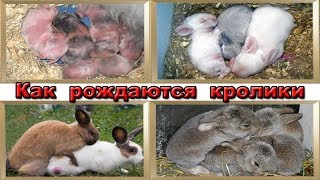 Как рождаются кролики Как рождаются кролики
