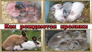 Как рождаются кролики