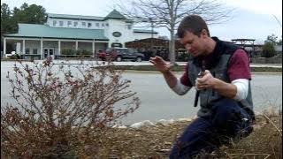 How to Prune Knockout Roses | Fairview Garden Center