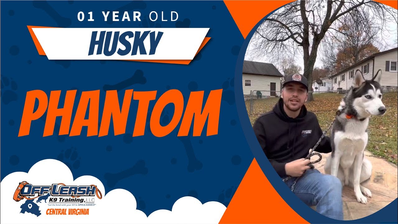 1 Y/O Husky Phantom Best Dog Trainers Virginia YouTube