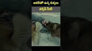 #jaidmeel #telugu The Battle for Survival: Hungry Dogs vs. Territorial Seal