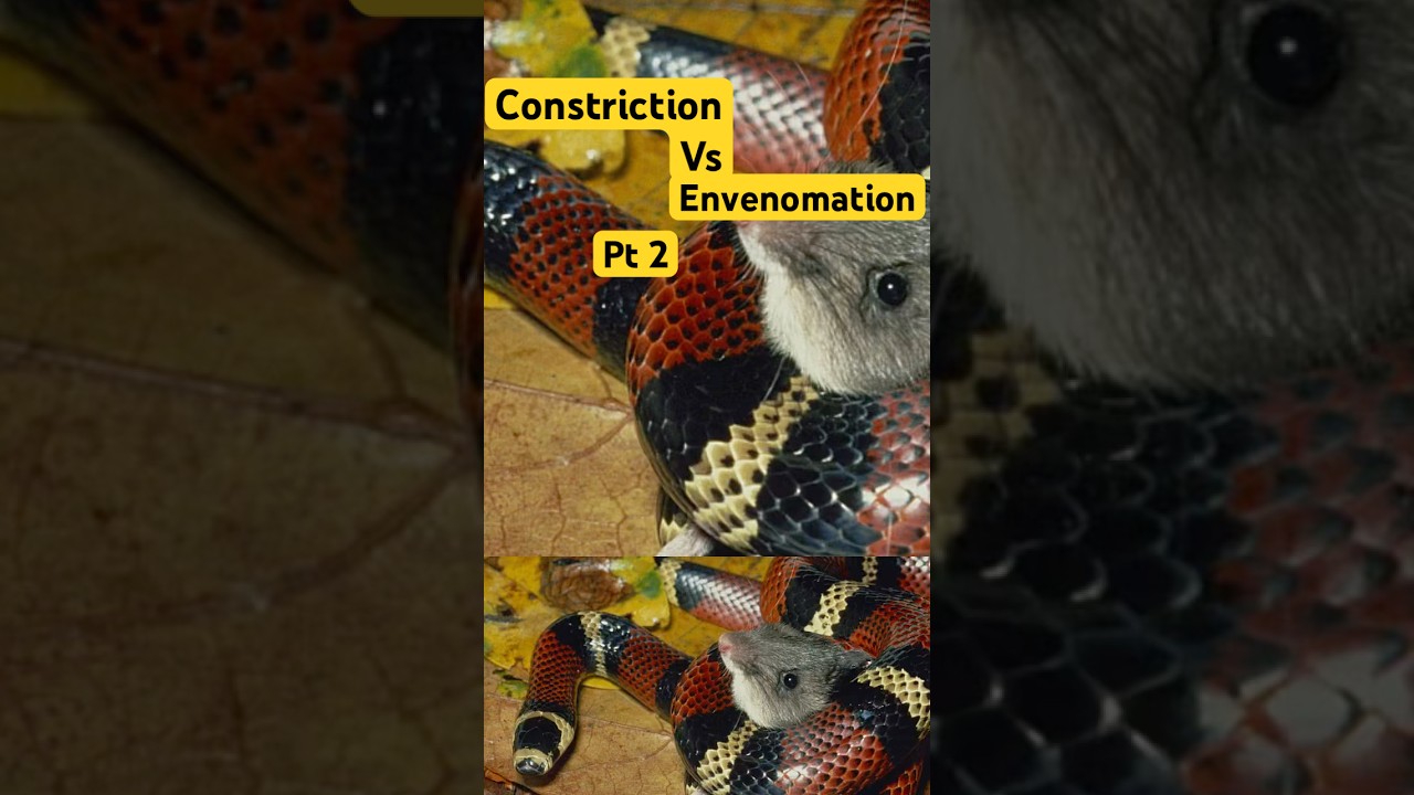 Что опаснее: ядовитые змеи или душители? Часть 2