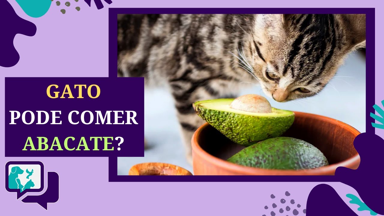Abacate para Gatos: Verdade ou Mitos? - YouTube