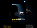 Stress vs Anxiety Which is Making You Think Worse | International Schooling