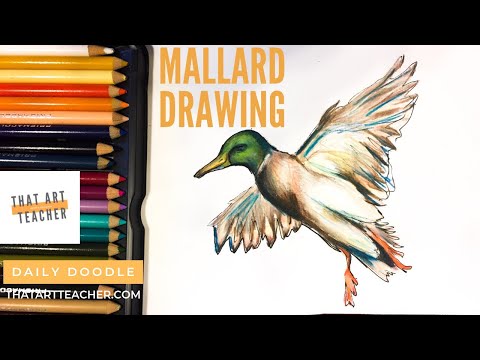 Video: Hoe Teken Je Een Wilde Eend Met Een Potlood?