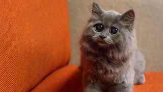 Kit Kat Chunky Mini Commercial Singing Cat (Mini Mini Chunky Mini)