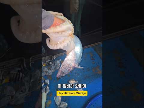 야는 멀먹고 힘이 저리 쎈거여? #남해 #바다 #문어 #삼치 #에너지 #경상도사투리 thumbnail