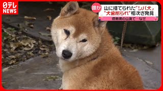 捨てられた「シバ犬」相次ぎ発見　徳島県の山奥で