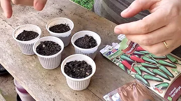 Como fazer muda de pimenta jalapeno?