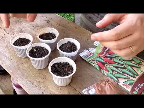Vídeo: Como Cultivar Pimentas Jalapeno