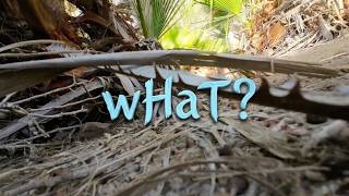 Robert Wayne - wHaT? (Visualizer)