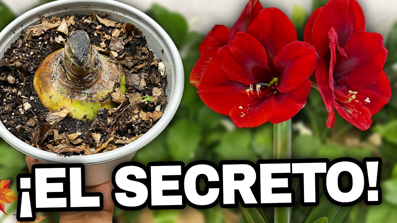 ¡Haz esto en otoño y tu Amarilis te dará flores gigantes en primavera!