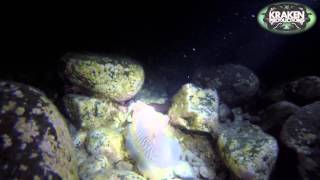 Cuttlefish Night Dive
