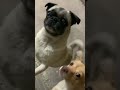these videos make me laugh lmao look at the pugs #foryou #funnyclips #pugs #dogs