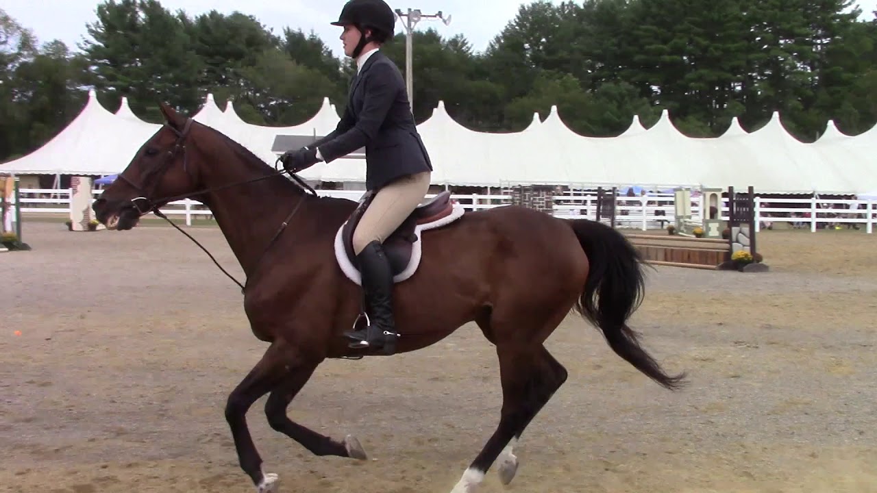 2017 Woodstock Fair Horse Show Part 1 YouTube