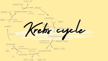 Krebs Cycle Song